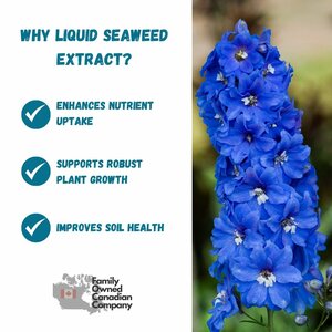 Liquid Fertilizer 1-2-5 Seaweed Extract 4L  - image 3